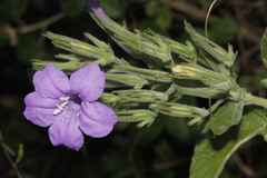 Ruellia occidentalis