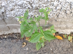 Galinsoga quadriradiata