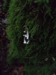 Xylaria hypoxylon