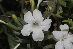 Ruellia occidentalis