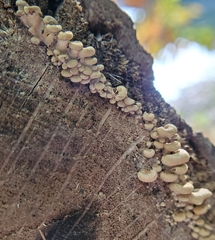 Fungi