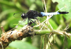 Orthetrum triangulare