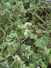 Malva verticillata