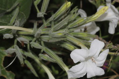 Ruellia occidentalis