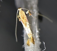 Caloptilia hemidactylella