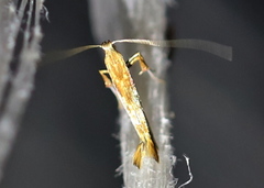Caloptilia hemidactylella
