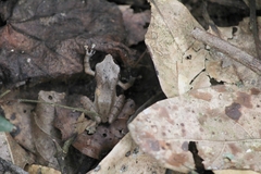 Pseudophilautus