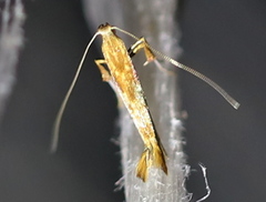Caloptilia hemidactylella