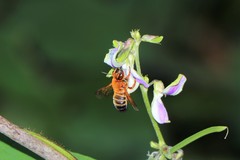 Megachile ferruginea