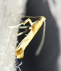 Caloptilia hemidactylella