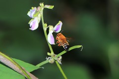 Megachile ferruginea