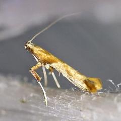 Caloptilia hemidactylella