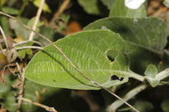 Ruellia occidentalis