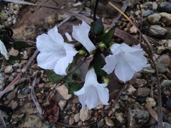 Ipomoea biflora