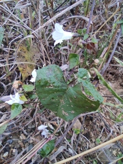Ipomoea biflora