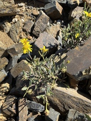 Osteospermum sinuatum
