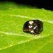 Clastoptera funesta - Photo (c) Juan Cruzado Cortés, algunos derechos reservados (CC BY-SA), subido por Juan Cruzado Cortés