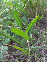 Convolvulus chinensis