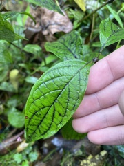 Conoclinium coelestinum