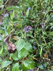 Conoclinium coelestinum