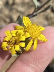Osteospermum sinuatum
