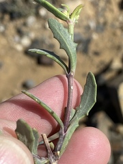Osteospermum sinuatum