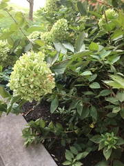 Hydrangea macrophylla
