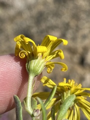 Osteospermum sinuatum