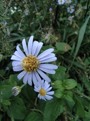 Aster indicus