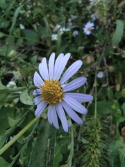 Aster indicus