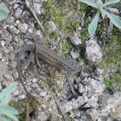 Sceloporus slevini