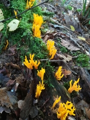 Calocera viscosa