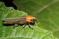 Dylobolus rotundicollis