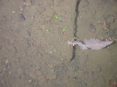 Plumarella longispina