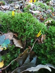 Calocera viscosa