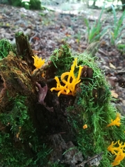Calocera viscosa