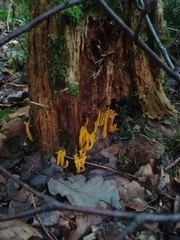 Calocera viscosa
