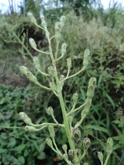 Lactuca indica