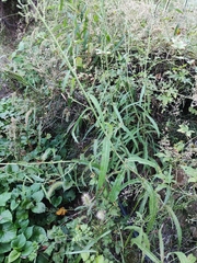 Lactuca indica