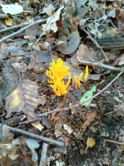 Calocera viscosa