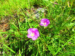 Ipomoea capillacea