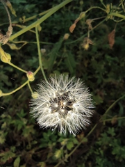 Lactuca indica
