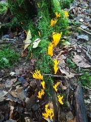 Calocera viscosa