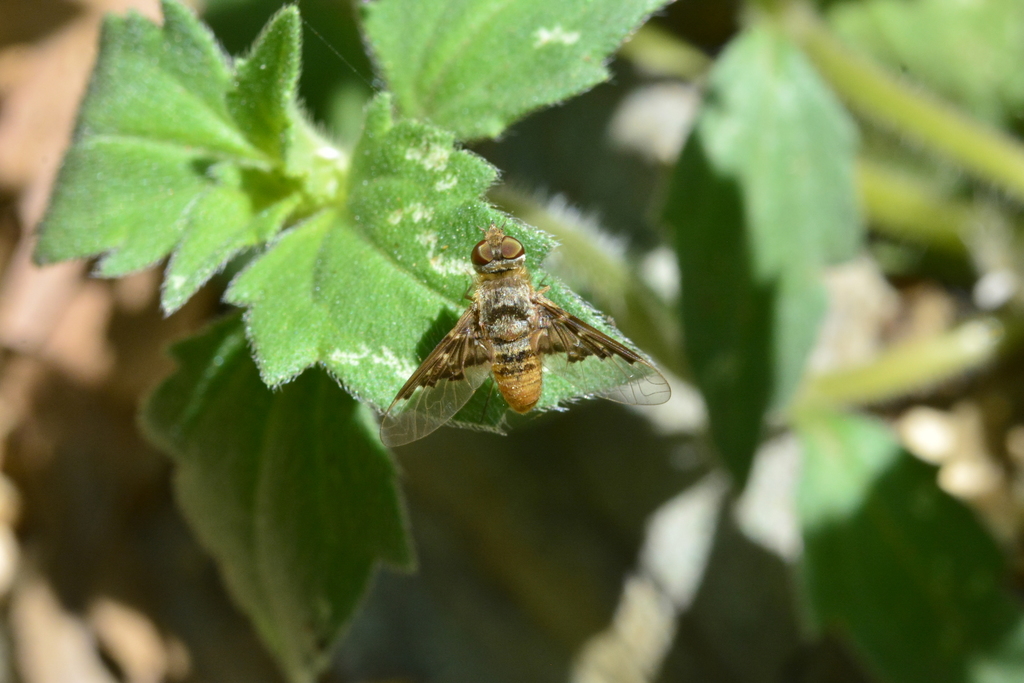 Chrysanthrax conclusus