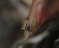 Pseudophilautus wynaadensis