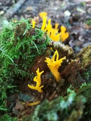 Calocera viscosa