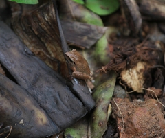 Pseudophilautus wynaadensis