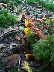 Calocera viscosa