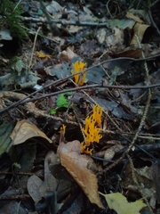 Calocera viscosa