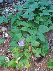 Ipomoea nil